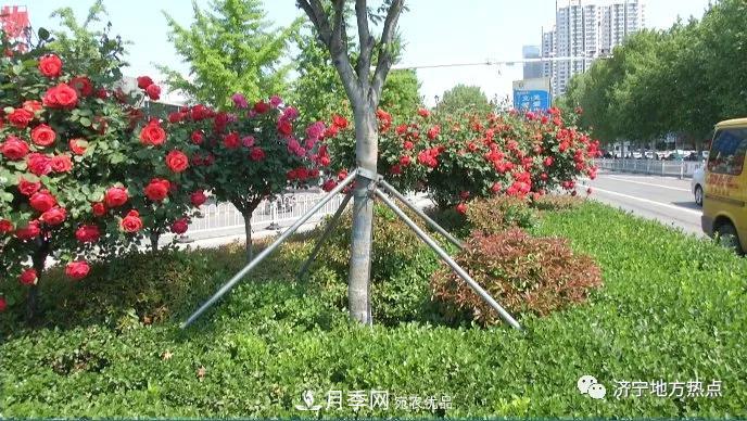 山东济宁街头月季花开正艳 芳香怡人(图4) 山东济宁街头月季花开正艳 芳香怡人(图3)