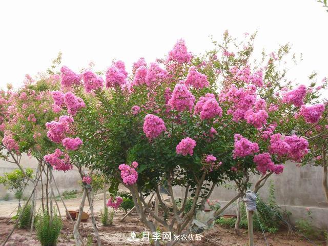 1棵紫薇开花1000朵，花期达100天，人称“百日红”，能活100年(图1)