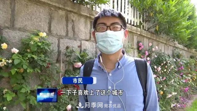 【花海崂山,青岛月季花开 四条步行道成“网红”(图2) 青岛崂山月季花开 四条步行道成网红(图2)