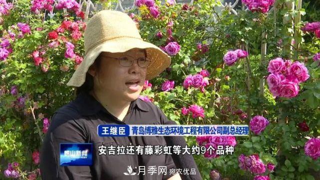【花海崂山,青岛月季花开 四条步行道成“网红”(图3) 青岛崂山月季花开 四条步行道成网红(图3)