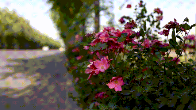 初夏，于山东梁山县滨河大道邂逅月季花海(图4)