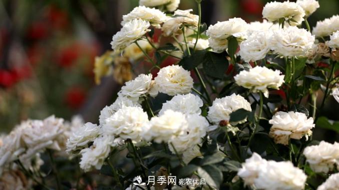 初夏，于山东梁山县滨河大道邂逅月季花海(图6)