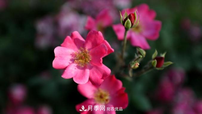 初夏，于山东梁山县滨河大道邂逅月季花海(图7)
