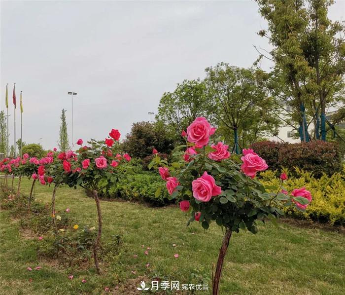 用卧龙月季花海装扮 把襄阳变得更美(图11)