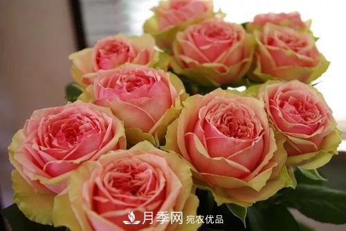 切花月季分级标准——月季类鲜切花(图1) 切花月季分级标准——月季类鲜切花(图1)