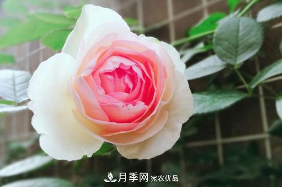 龙沙宝石月季的养殖方法和养护注意事项(图1)