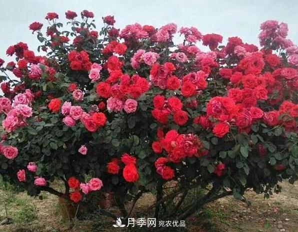 月季树怎么长成的？这个快速成型技巧，不学亏大了(图3)