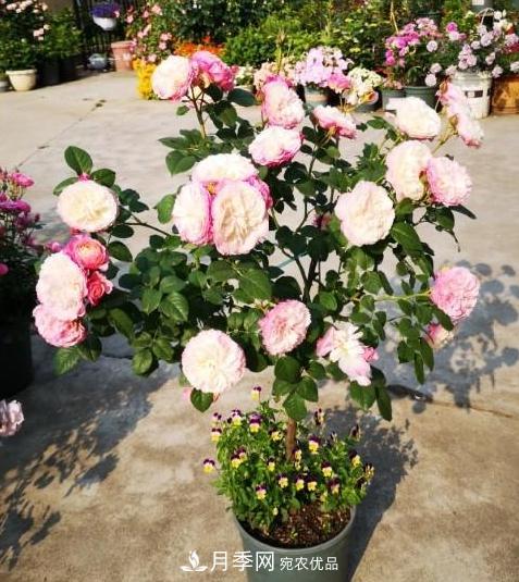 月季树怎么长成的？这个快速成型技巧，不学亏大了(图6)