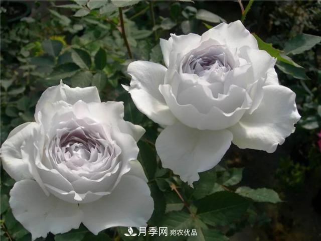 这几款月季品种，你可能听都没听说过！(图2)