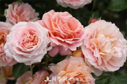 8款好闻好养的月季花，香气浓郁开花满屋香(图2)