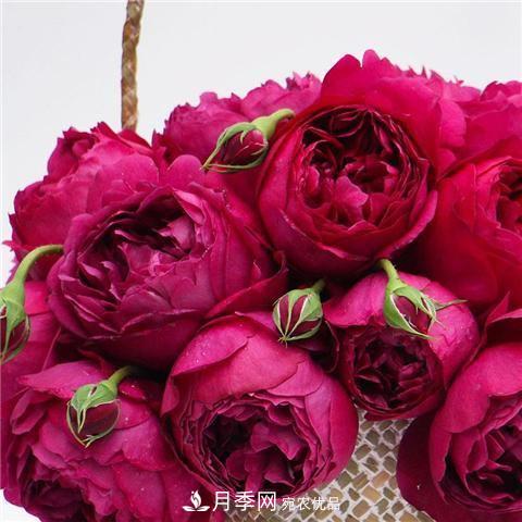 8款好闻好养的月季花，香气浓郁开花满屋香(图3)