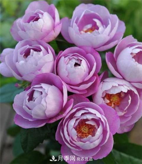 8款好闻好养的月季花，香气浓郁开花满屋香(图6)