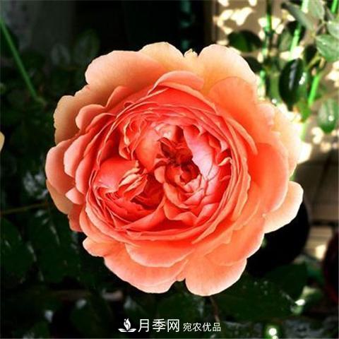 8款好闻好养的月季花，香气浓郁开花满屋香(图7)