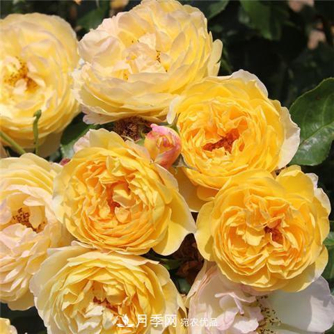 8款好闻好养的月季花，香气浓郁开花满屋香(图10)