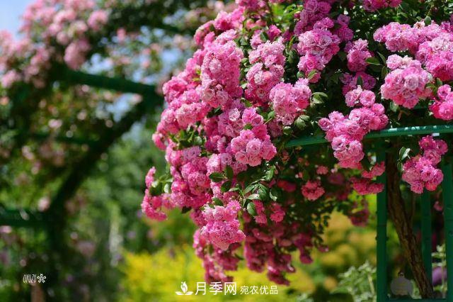 走进世界最大月季园，近7000个品种，30000棵月季……(图1)