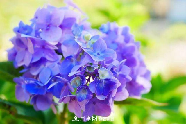 走进世界最大月季园，近7000个品种，30000棵月季……(图5)