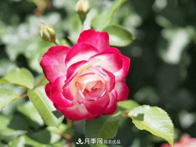 走进世界最大月季园，近7000个品种，30000棵月季……(图9)