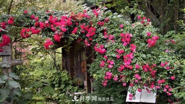 走进世界最大月季园，近7000个品种，30000棵月季……(图8)