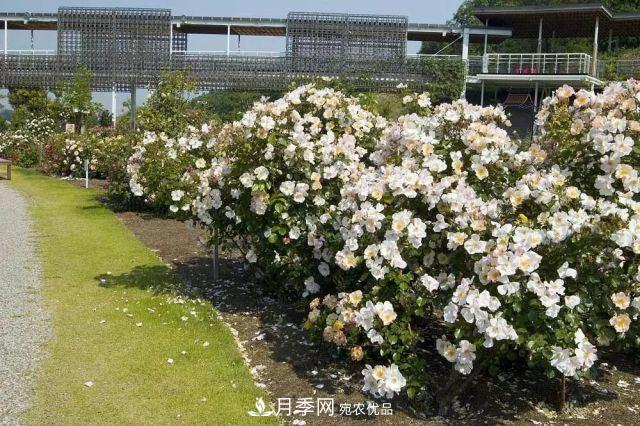 走进世界最大月季园，近7000个品种，30000棵月季……(图11)