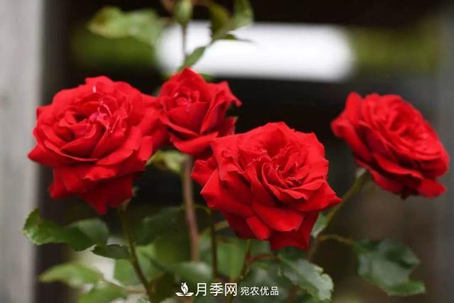 走进世界最大月季园，近7000个品种，30000棵月季……(图14)