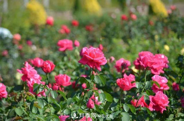 走进世界最大月季园，近7000个品种，30000棵月季……(图2)