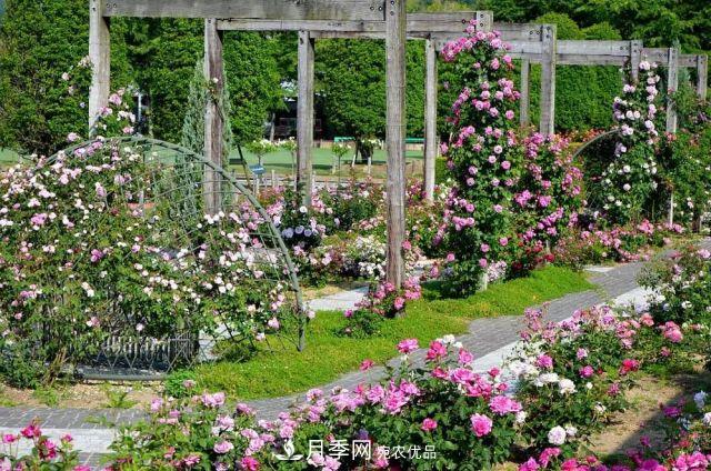 走进世界最大月季园，近7000个品种，30000棵月季……(图10)
