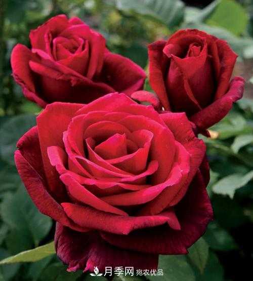 审美观不同，哪些月季花品种是花友公认必备的？(图3)