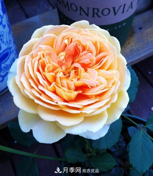 审美观不同，哪些月季花品种是花友公认必备的？(图5)