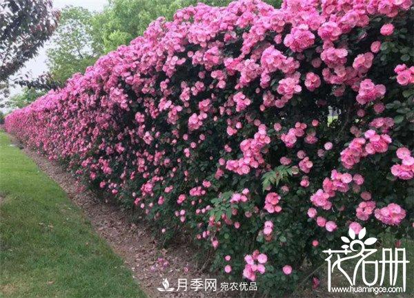 爬藤月季什么品种最美？十大爬藤月季排名(图1)