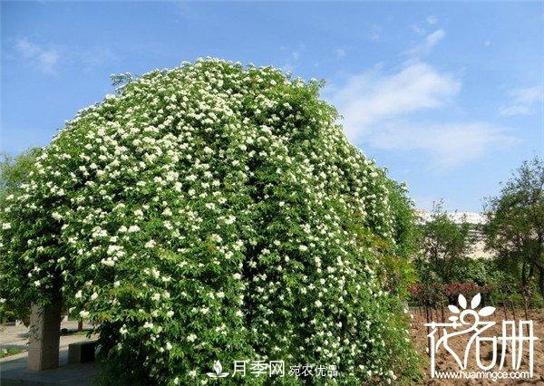 爬藤月季什么品种最美？十大爬藤月季排名(图2)