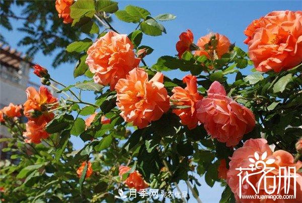 爬藤月季什么品种最美？十大爬藤月季排名(图4)