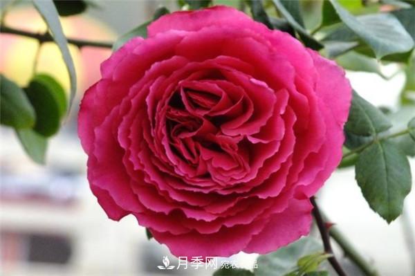 爬藤月季什么品种最美？十大爬藤月季排名(图10)