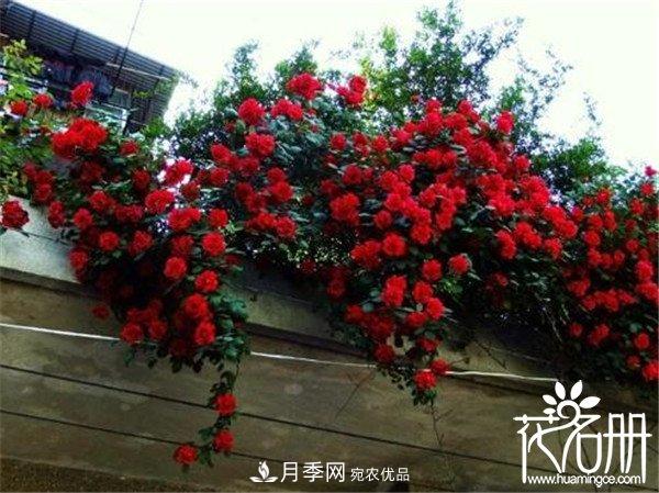 爬藤月季什么品种最美？十大爬藤月季排名(图3)