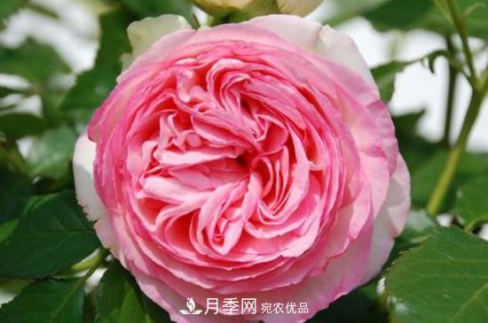 欧月月季有哪些必买的品种？(图3)