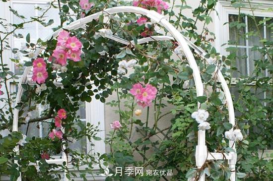 灌木月季可以用来做拱门造型吗？(图1)