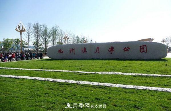 月季园：聊城九州洼月季公园(图2)