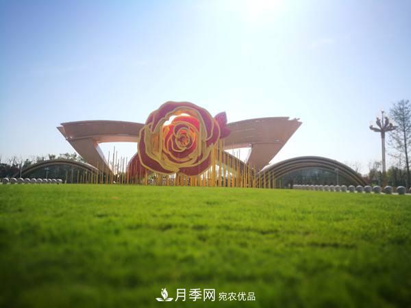 月季园：聊城九州洼月季公园(图3)