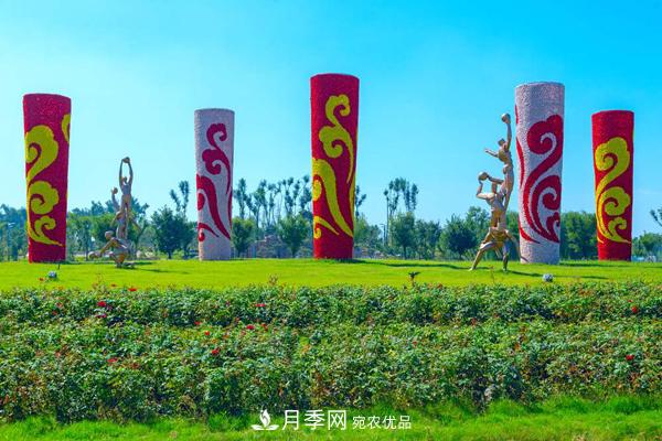 月季园：聊城九州洼月季公园(图4)