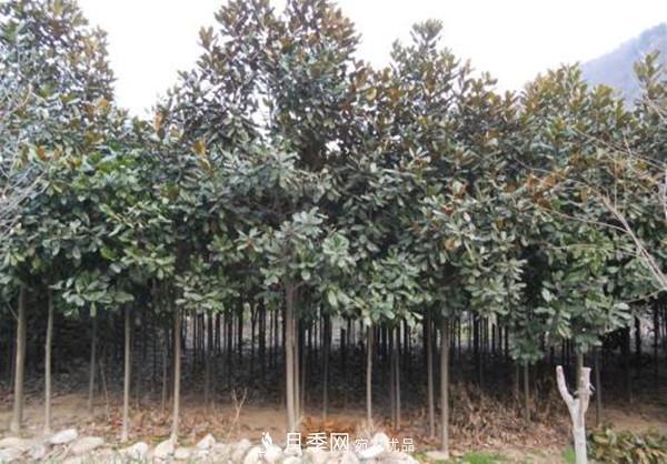 南阳哪家基地红玉兰紫玉兰价格便宜？(图3)