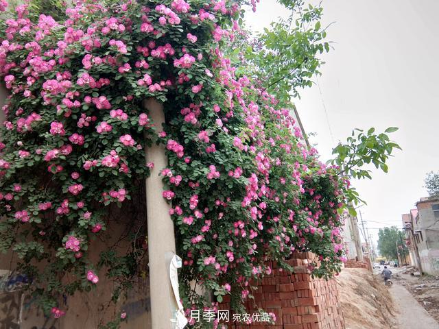 北方种植哪些开花的苗木、花卉比较适合？(图4)