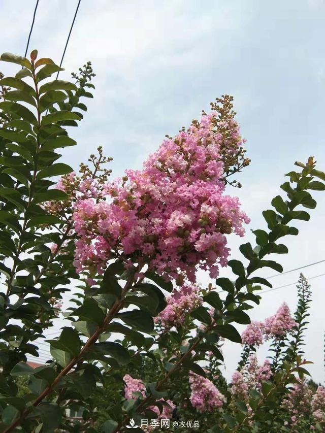 北方种植哪些开花的苗木、花卉比较适合？(图3)