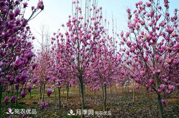 南召县皇后乡念好玉兰花卉苗木财富经(图2)