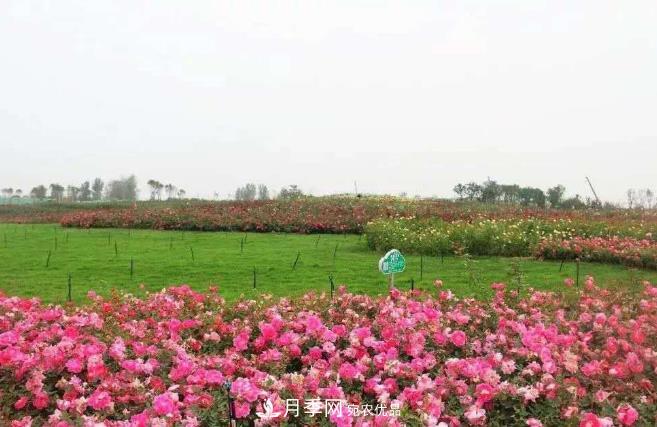 南阳卧龙区月季产业发展的优势和措施(图1)