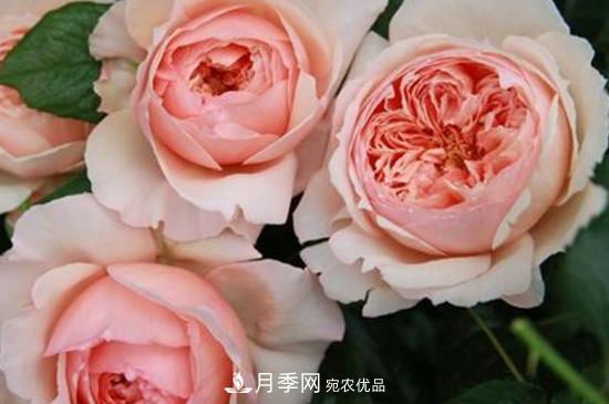 耐热月季，广东适合种什么月季？(图2)