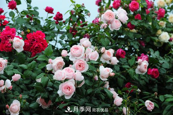 耐热月季，广东适合种什么月季？(图1)