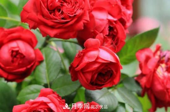 耐热月季，广东适合种什么月季？(图4)