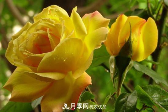 黄月季有哪些品种？(图2)