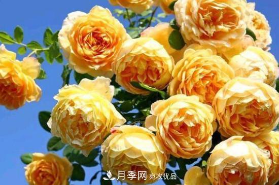 黄月季有哪些品种？(图4)