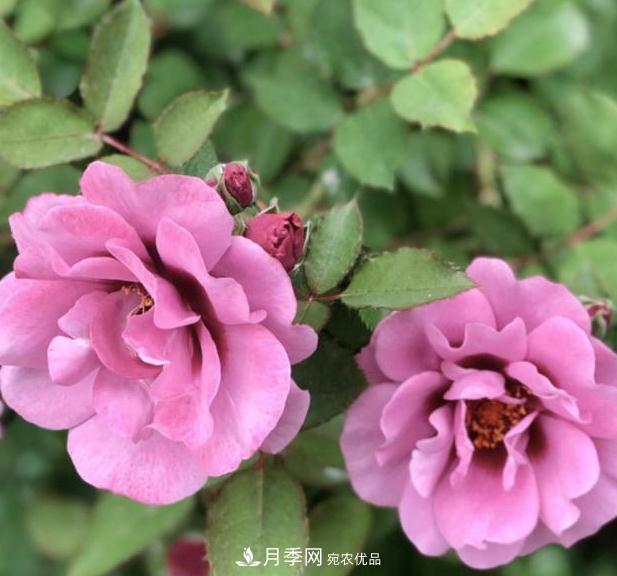 8款眼睛月季,花型独特,还有好闻的香味(图4) 8款巴比伦眼睛月季,花型独特还有好闻的香味(图4)