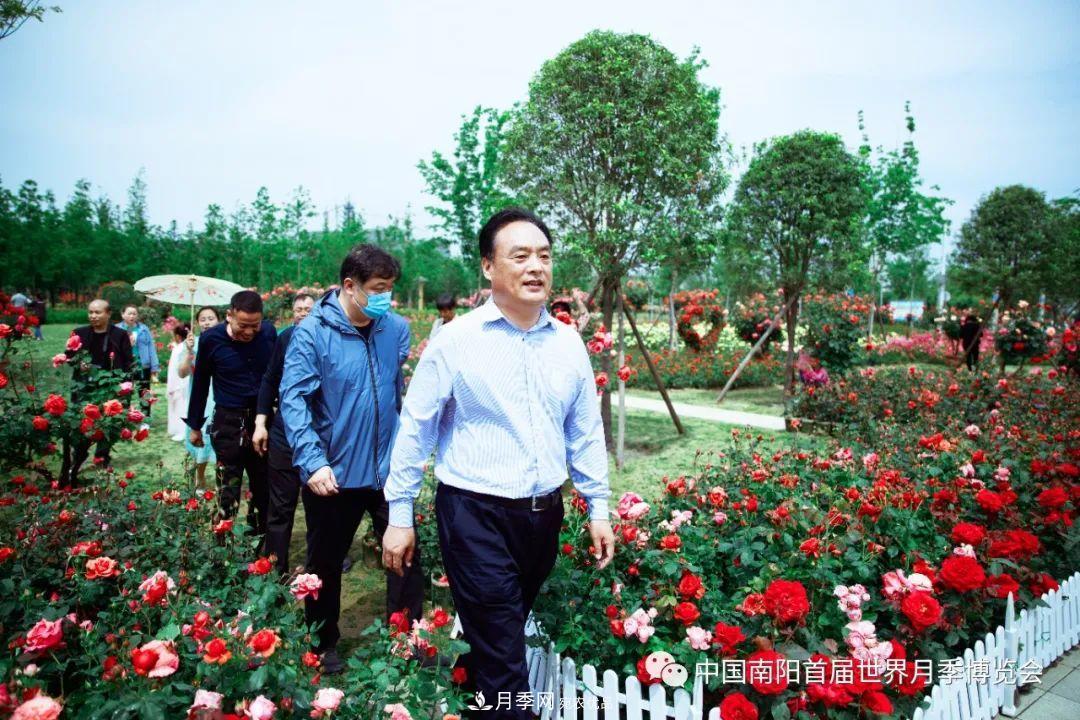 河南淅川：月季花开扮靓山城(图1)